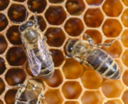 Zum Artikel: Noch Hoffnung auf ein gutes Bienenjahr