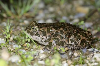 Die Wechselkröte ist in Bayern vom Aussterben bedroht (Foto: Ralph Sturm - LBV-Bildarchiv)