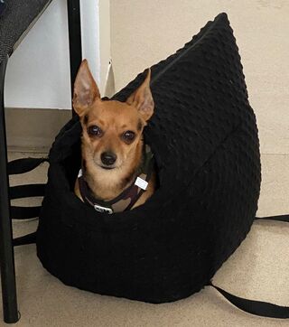 vergessener Chihuahua-Mischling (Foto: Polizei Gauting)