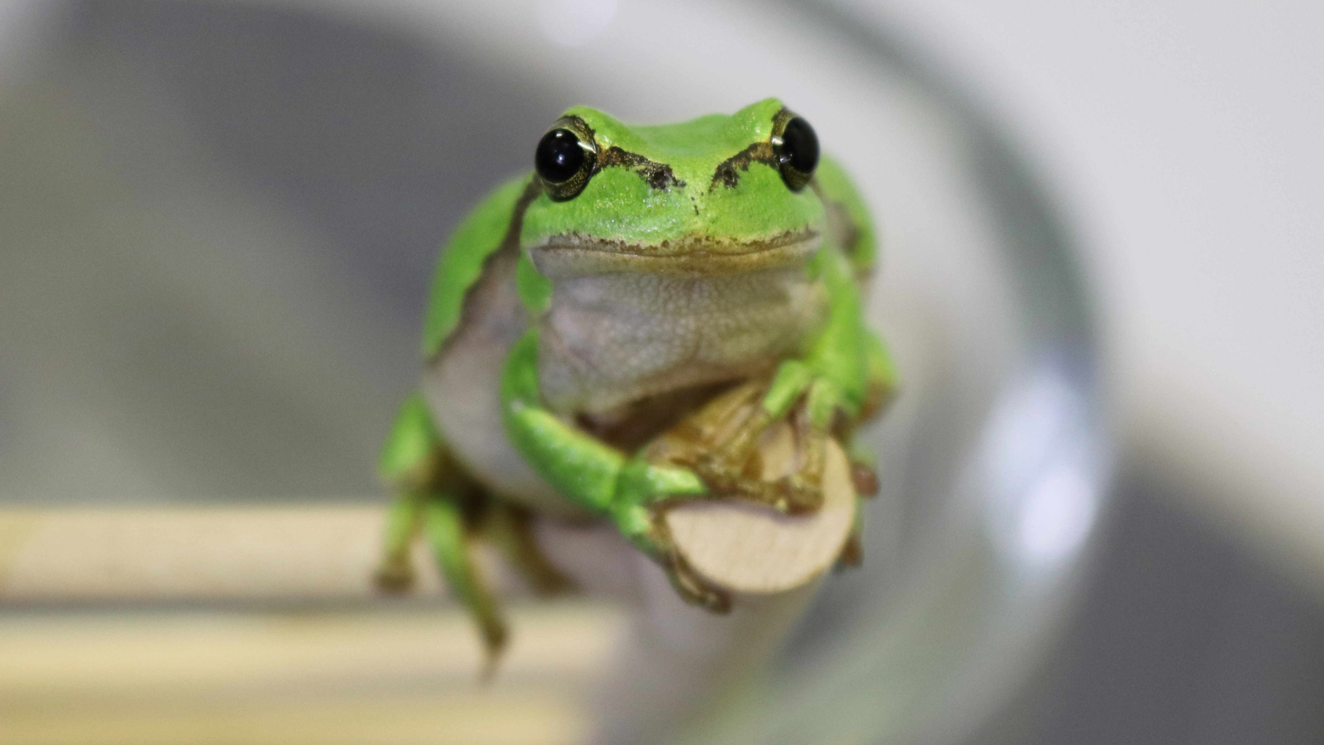 Der Volksglaube besagt: Wenn der Laubfrosch oben auf der Leiter sitzt, wird das Wetter sonnig, sitzt er unten, wird es regnerisch.