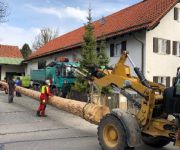 Neurieder Maibaum eingeholt