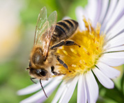 Zum Artikel: Bienen, Bots und Bilder