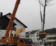 Zum Artikel: Die erste Platane auf dem Paulhan-Platz