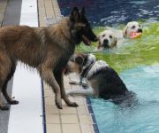 Zum Artikel: Hundeschwimmen in Gauting