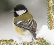 Zum Artikel: Die Stunde der Wintervögel