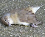 Zum Artikel: Über eine Million Vögel sterben an Münchens Fenstern und Fassaden