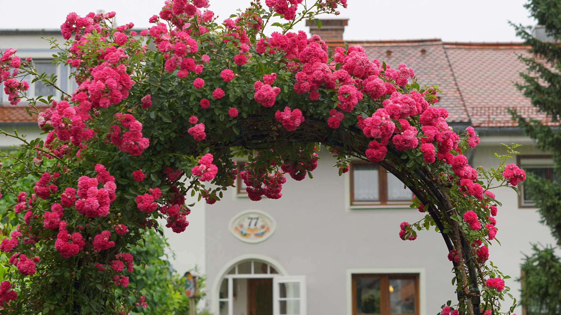 Auch ein Rosenbogen gilt als "offene Gatentür" (Foto: Laura Dingel)
