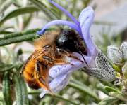 Zum Artikel: Bilanz und Ausblick zum Weltbienentag