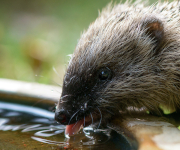 Zum Artikel: Wildtiere in Würmtaler Gärten