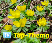 Zum Beitrag: Balkon und Garten fit für den Frühling machen